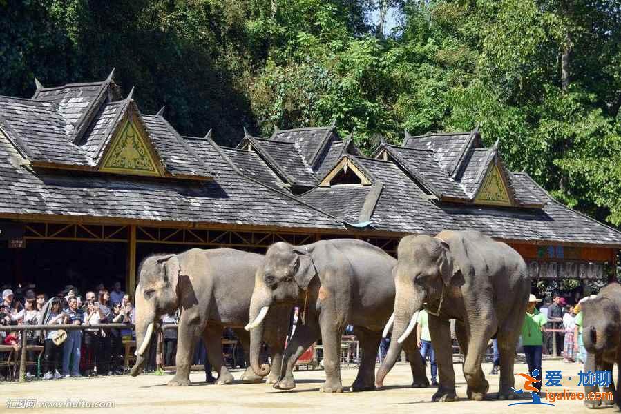 【門票價格】西雙版納野象谷門票多少錢,西雙版納野象谷門票價格? 【門票價格】西雙版納野象谷門票多少錢,西雙版納野象谷門票價格?