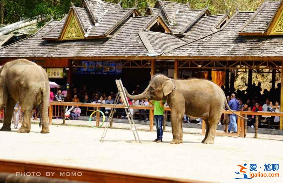 【門票價格】西雙版納野象谷門票多少錢,西雙版納野象谷門票價格? 【門票價格】西雙版納野象谷門票多少錢,西雙版納野象谷門票價格?