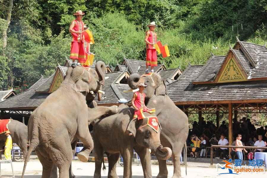 【門票價格】西雙版納野象谷門票多少錢,西雙版納野象谷門票價格? 【門票價格】西雙版納野象谷門票多少錢,西雙版納野象谷門票價格?