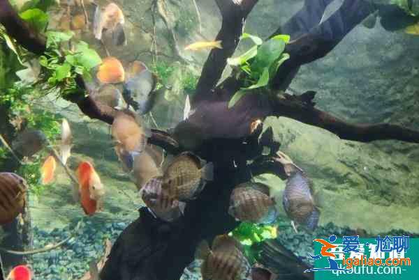 2022北京海洋館第一季度表演時間和開閉館時間？