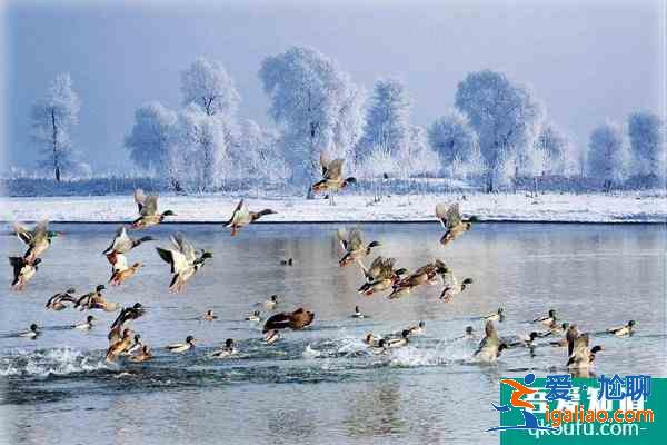 吉林省冰雪消費券在哪免費領(lǐng)?這份免費搶票攻略請收好了? 吉林省冰雪消費券在哪免費領(lǐng)?這份免費搶票攻略請收好了?