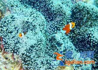 長灘島叢林飛躍高空滑索體驗，長灘島叢林飛躍怎么玩？