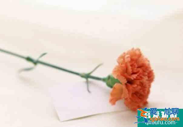 康乃馨花語是什么，母親節送什么花最適合？