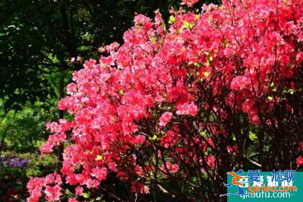 2021上海杜鵑花展時間？