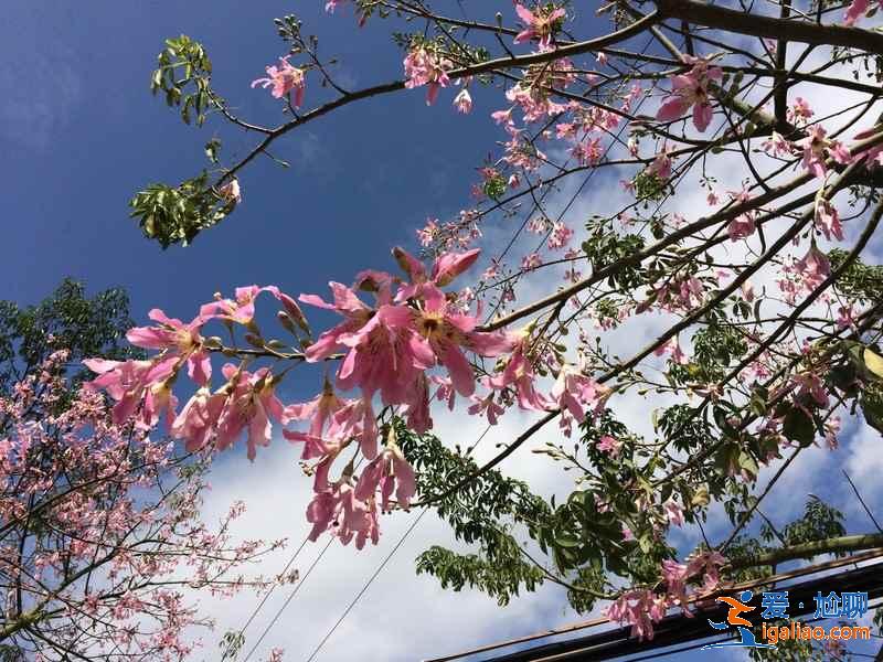 惠州有個小漁村,是廣東十大最美古村落之一? 惠州有個小漁村,是廣東十大最美古村落之一?