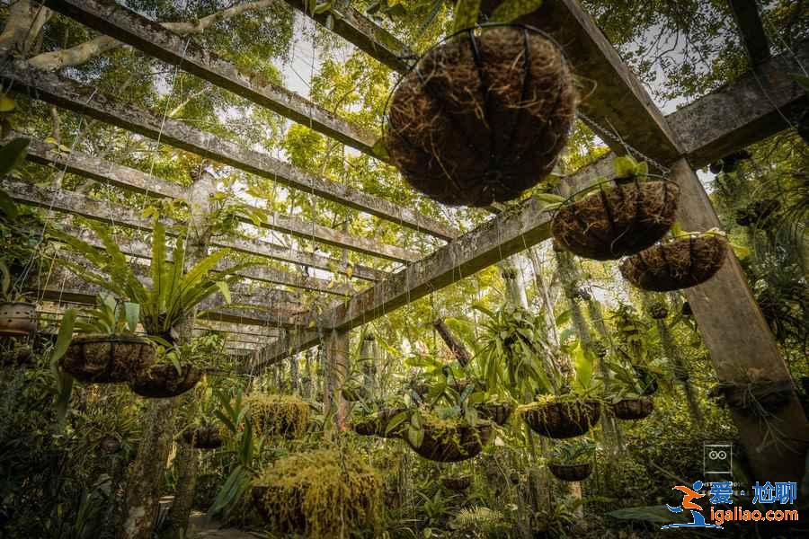 西雙版納一定要去的景點(diǎn),西雙版納景點(diǎn)排行榜,西雙版納景點(diǎn)前五名? 西雙版納一定要去的景點(diǎn),西雙版納景點(diǎn)排行榜,西雙版納景點(diǎn)前五名?