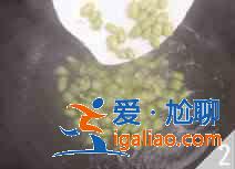 金色白米蝦怎么做?? 金色白米蝦怎么做??