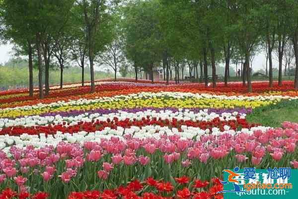 2021北京國際鮮花港郁金香文化節(jié)門票？