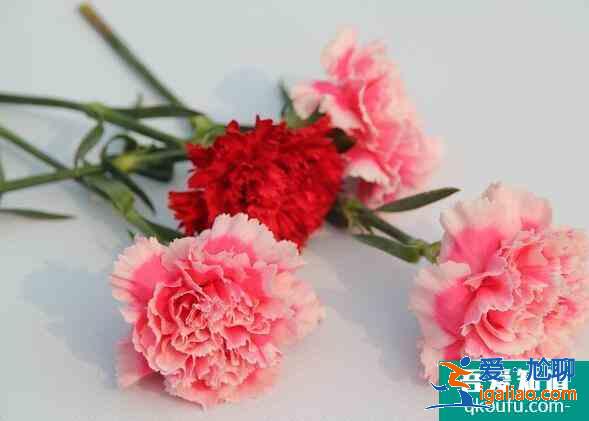 教師節(jié)一般送什么花，教師節(jié)送老師什么花合適？