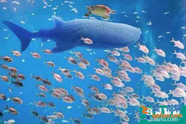 2021珠海長隆五一開放嗎 珠海長隆五一門票價格以及優(yōu)惠政策? 2021珠海長隆五一開放嗎 珠海長隆五一門票價格以及優(yōu)惠政策?