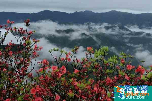 2021湖南杜鵑花哪里最出名 賞杜鵑好去處推薦？