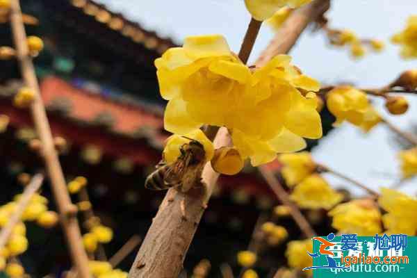 2022年北京臥佛寺臘梅花什么時候開 附觀賞時間？