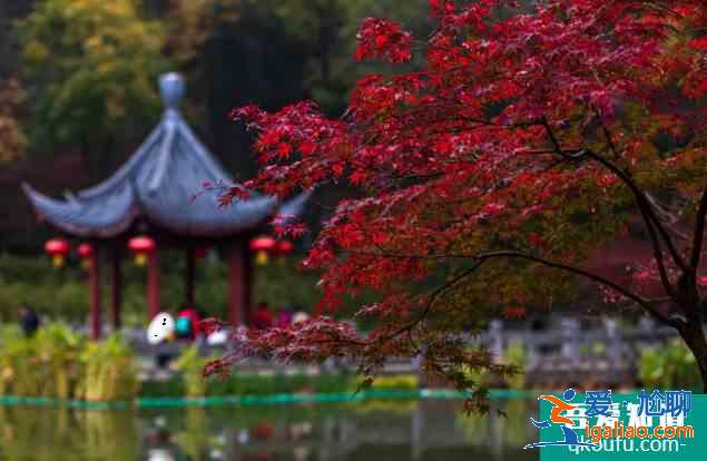 南京棲霞山楓葉最佳觀賞時(shí)間是幾月份 棲霞山停車指南？