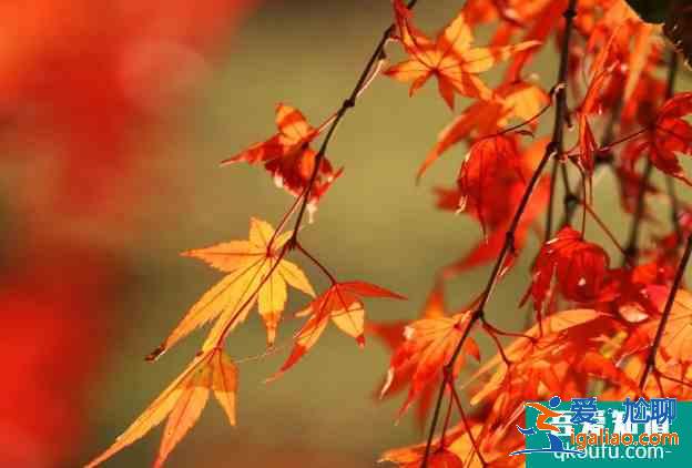 南京棲霞山楓葉最佳觀賞時(shí)間是幾月份 棲霞山停車指南？