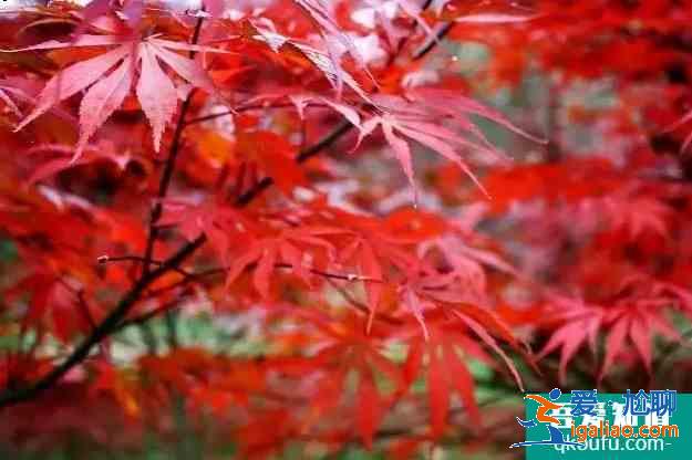 重慶紅葉景區有哪些地方 2020重慶紅葉觀賞預期圖？