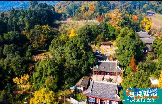 德陽(yáng)銀杏樹(shù)多的地？