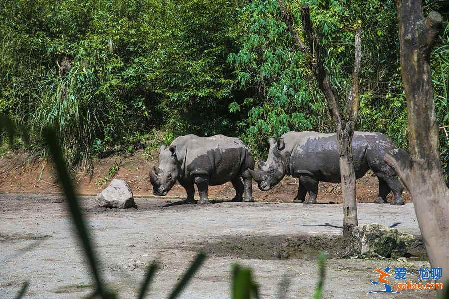 云南滇東南六日游怎么玩,云南滇東南六天自由行指南,云南滇東南六日游路線推薦? 云南滇東南六日游怎么玩,云南滇東南六天自由行指南,云南滇東南六日游路線推薦?