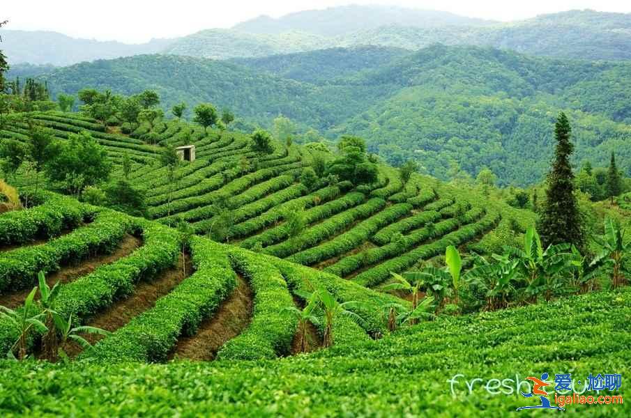 【云南免費景區名單】盤點云南各地免費景點？
