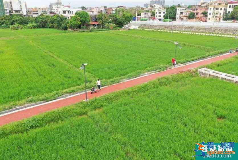 茶山上元稻田公園好玩嗎 好停車嗎？