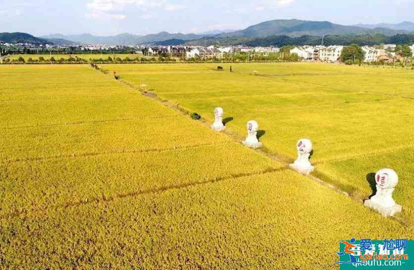 茶山上元稻田公園好玩嗎 好停車嗎？