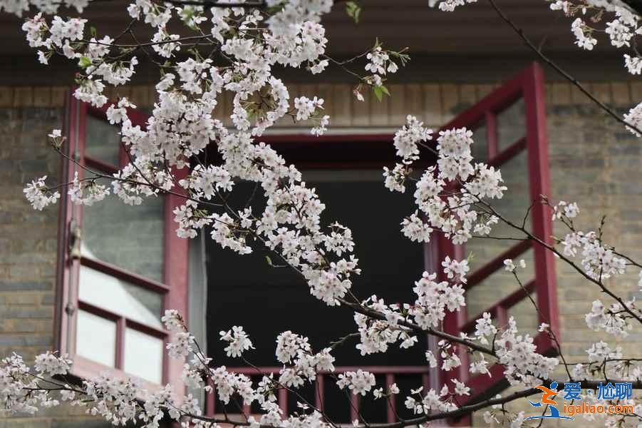 【武漢賞花】武漢賞花去哪里，武漢賞花全年花期表？