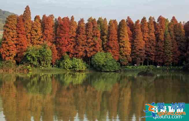 深圳12月有紅葉嗎 深圳哪里有楓葉景點？