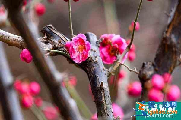 2022廣州看梅花最好地方 廣州賞梅花最佳景點？