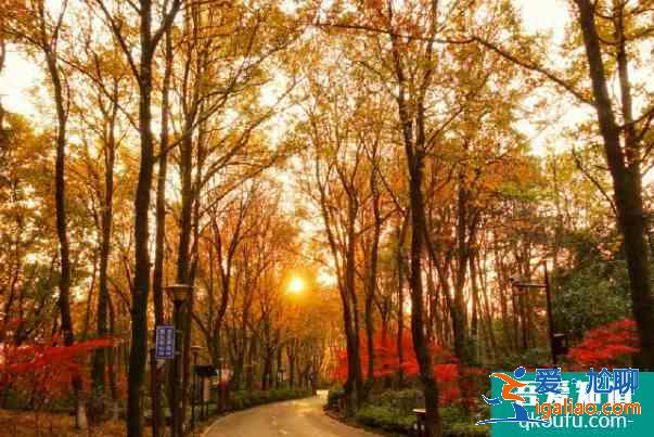 12月長沙有楓葉嗎 長沙紅葉什么時(shí)候結(jié)束？