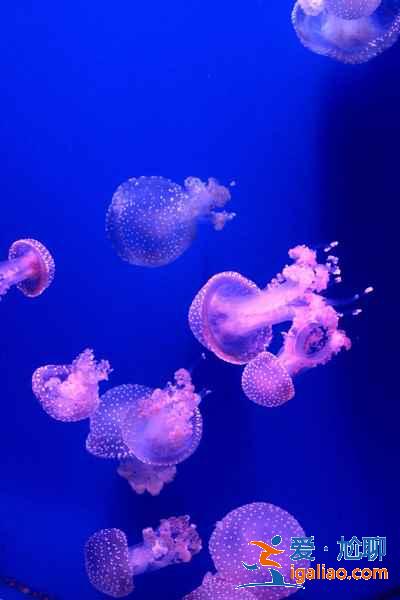 【武漢兒童節去哪里玩】2019武漢六一兒童節帶孩子去哪里玩？