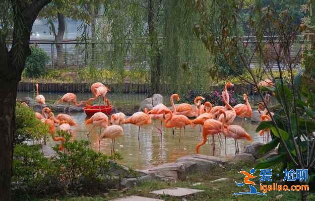 【武漢兒童節去哪里玩】2019武漢六一兒童節帶孩子去哪里玩？