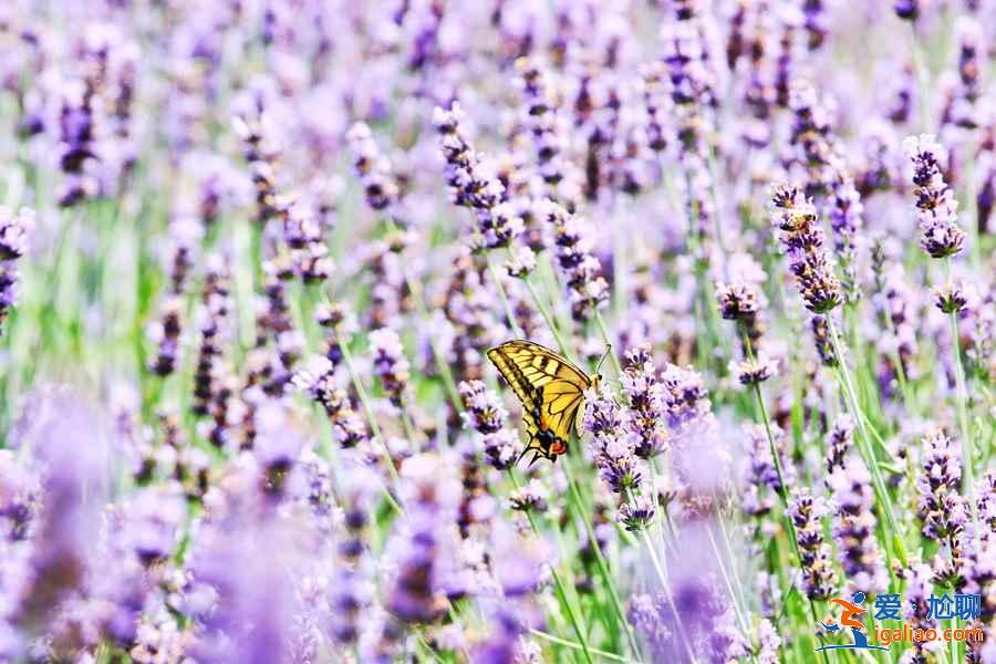 北海道夏天好玩嗎，北海道夏天美嗎？
