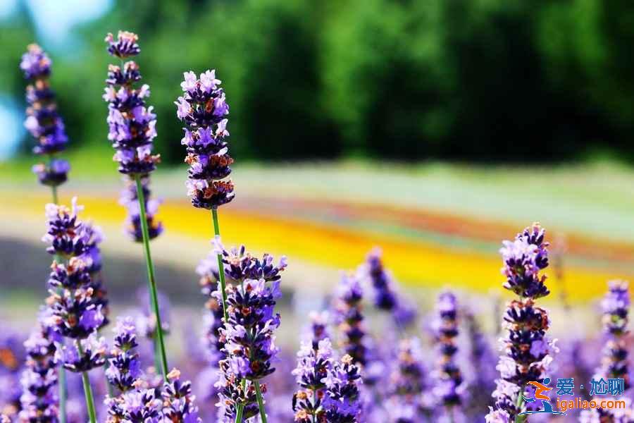 北海道夏天好玩嗎，北海道夏天美嗎？