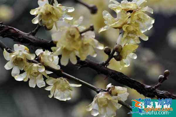 上海臘梅哪個(gè)公園好看 附觀賞時(shí)間？