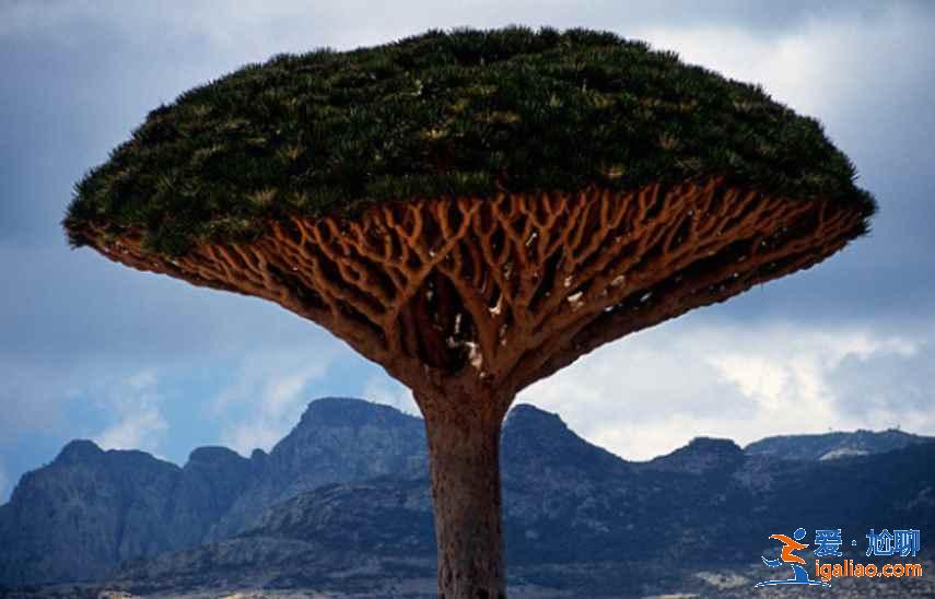 西雙版納有什么特產(chǎn)，西雙版納購物買什么好？