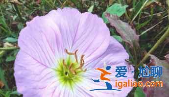 紅米k30s拍出照片太白是怎么回事？