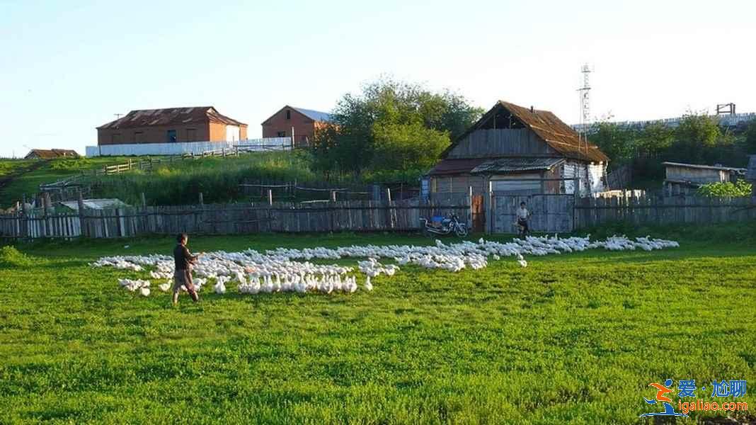 呼倫貝爾草原5日游多少錢,呼倫貝爾草原5日游路線? 呼倫貝爾草原5日游多少錢,呼倫貝爾草原5日游路線?