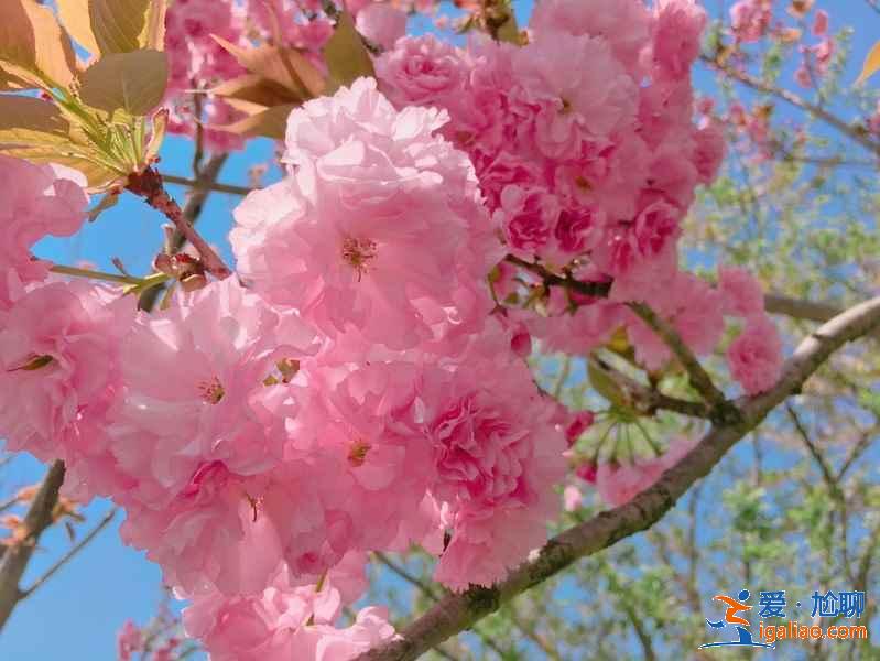 上海迪士尼周邊有什么好玩的，上海迪士尼周邊景點推薦？