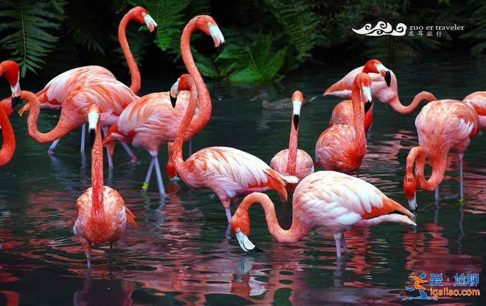 廣州五日游去哪好,廣州五日游最佳路線,廣州五日游攻略? 廣州五日游去哪好,廣州五日游最佳路線,廣州五日游攻略?