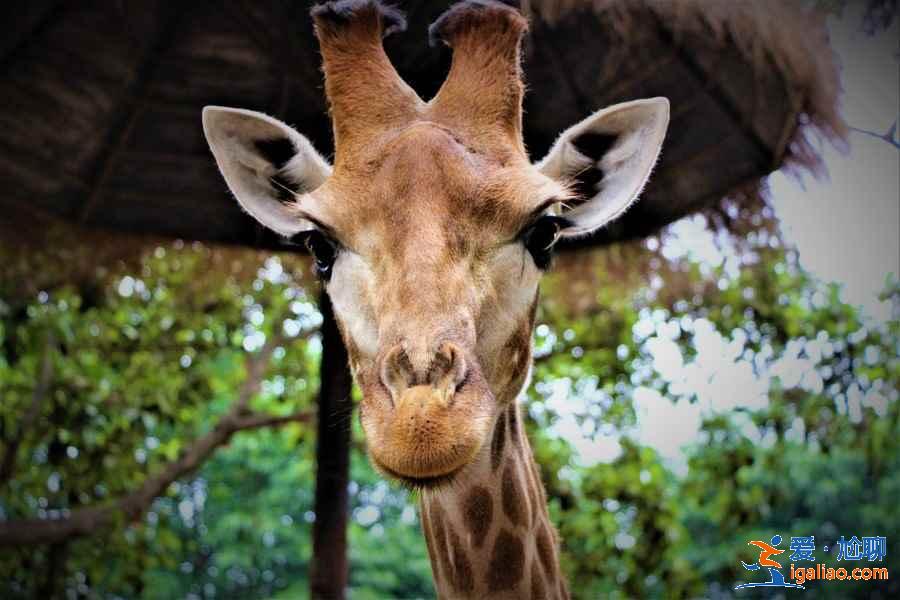 廣州五日游去哪好,廣州五日游最佳路線,廣州五日游攻略? 廣州五日游去哪好,廣州五日游最佳路線,廣州五日游攻略?