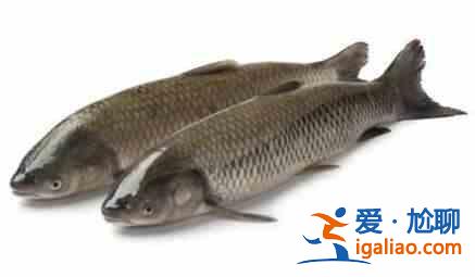 哪種魚補腎壯陽有奇效？？