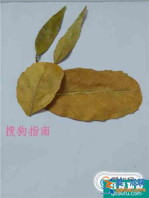 樹葉小兔子怎么做？