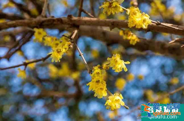 重慶梅花什么時(shí)候開？