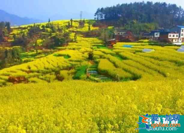 2021屏山中都油菜花在哪里？