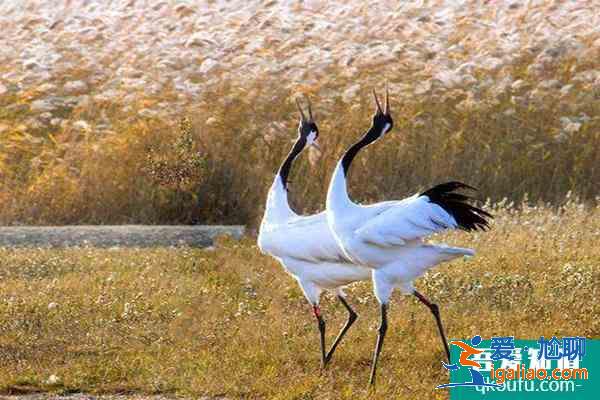 扎龍自然保護區幾月份最好? 扎龍自然保護區幾月份最好?