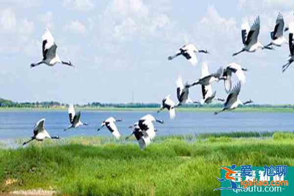 扎龍自然保護區幾月份最好? 扎龍自然保護區幾月份最好?