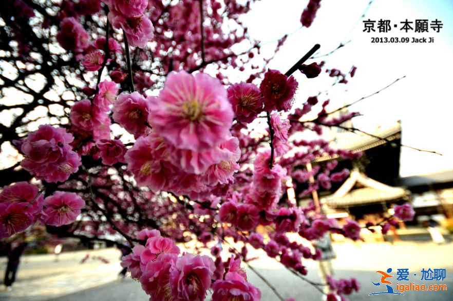 日本最全旅游時間表!日本最佳旅游時間? 日本最全旅游時間表!日本最佳旅游時間?