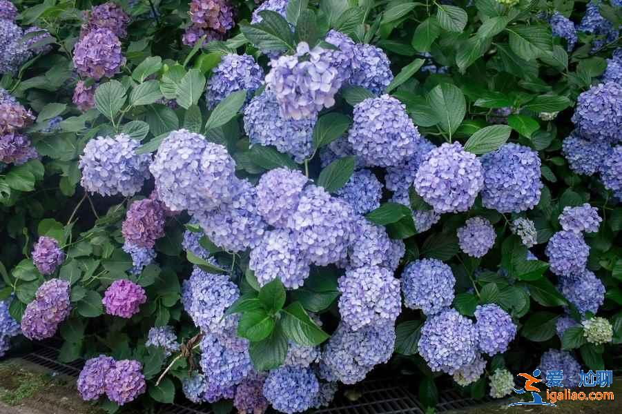 日本最全旅游時間表!日本最佳旅游時間? 日本最全旅游時間表!日本最佳旅游時間?