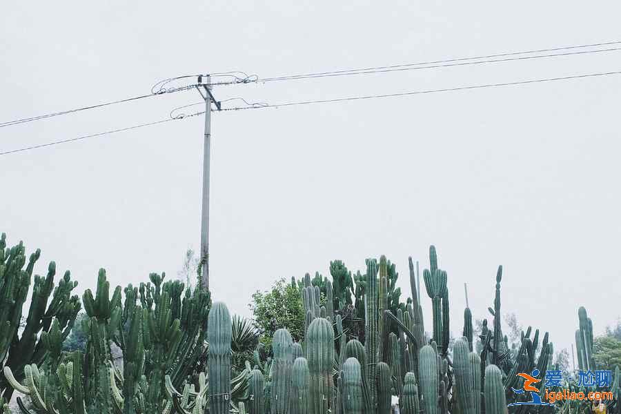 端午節(jié)去廈門怎么玩,端午節(jié)去廈門玩什么? 端午節(jié)去廈門怎么玩,端午節(jié)去廈門玩什么?