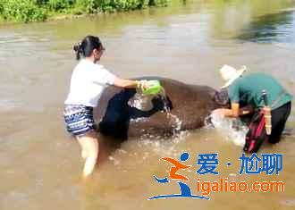 清邁叢林飛躍哪個好，清邁叢林飛躍推薦？