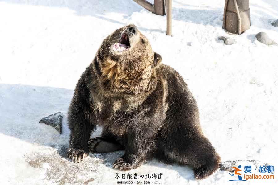 登別熊牧場好玩嗎？登別熊牧場值得去嗎？登別熊牧場游玩解析？